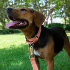 Country Brook Petz - Martingale Dog Collar - Heavy-Duty Training Collar with No Buckle - Service Dog Collar for All Pups - 10+ Warm Colors (Mango, 1 Inch, Extra Large)