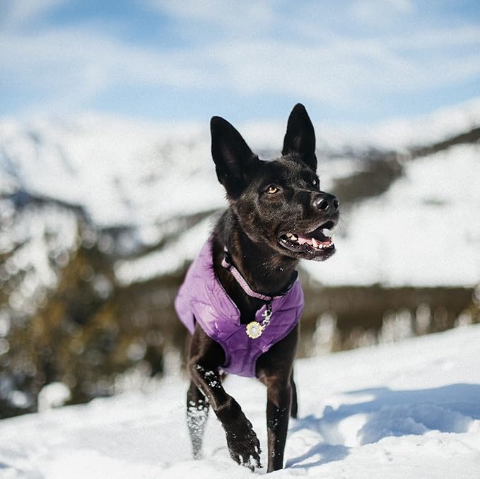 Kurgo Loft Dog Jacket - Reversible Cozy Coat for Outdoor Adventures - Water Resistant - Athletic Fit - Machine Washable Fabric - Reflective Dog Gear - Large - Deep Violet