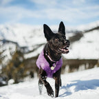 Kurgo Loft Dog Jacket - Reversible Cozy Coat for Outdoor Adventures - Water Resistant - Athletic Fit - Machine Washable Fabric - Reflective Dog Gear - X-Large - Deep Violet