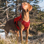 rabbitgoo Tactical Dog Harness for Large, Heavy Duty Pet Harness with Handle, No-Pull Service Vest Large Breed, Adjustable Military Dog Vest for Training Hunting Walking, Red, L