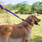 Hyhug Martingale Collar for Dogs Large Purple |Escape - Proof Heavy Duty Nylon Durable No Pull, Ideal for Training & Daily Walks