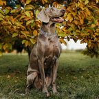 Reflective Martingale Collar for Dogs with Soft Padded Strap with Durable Chain- Adjustable No-Pull Training Collar,Great for Training, Walking, Hunting (Silver XL)