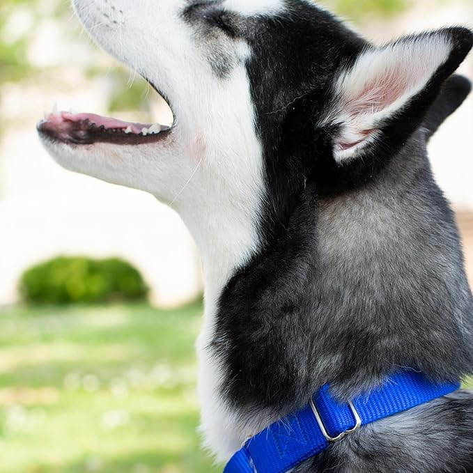 Country Brook Petz - Martingale Dog Collar - Heavy-Duty Training Collar with No Buckle - Service Dog Collar for All Pups - 10+ Cool Colors (Royal Blue, 3/8 Inch, 3XS)