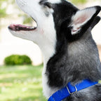 Country Brook Petz - Martingale Dog Collar - Heavy-Duty Training Collar with No Buckle - Service Dog Collar for All Pups - 10+ Cool Colors (Royal Blue, 1 Inch, Large)