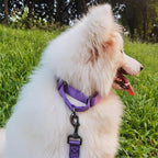 Premium Nylon Adjustable Anti-Escape Martingale Dog Collars,Soft and Silky Dog Collar with Heavy Duty D-Ring for Large Active Dogs Training&Walking. (Ultra Violet, Large)