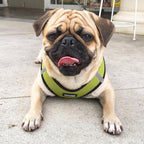 Best Pet Supplies Voyager Step-in Air Harness - All Weather Mesh, Reflective, No Pull Harness for Dogs, Cats - Secure with Hook & Loop Fastener, Buckle, Double D-Rings - Lime Green/Black Trim, XXXS