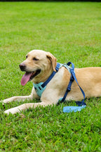 3 in 1 No Pull Dog Harness Leash and Collar Set, Soft Adjustable Dogs Vest Reflective and Comfortable Handle Blue Large
