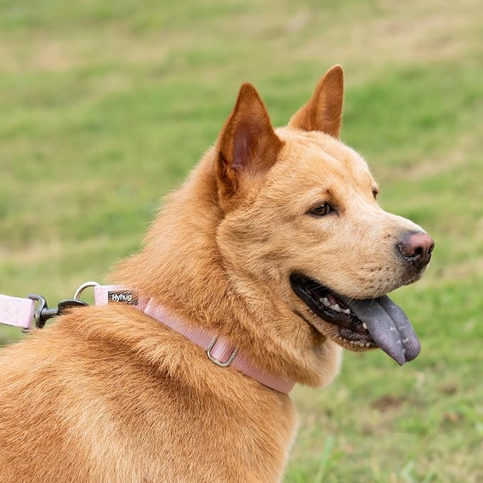 Hyhug Martingale Dog Collar Medium Pink |Escape - Proof Heavy Duty Nylon Durable No Slip, Ideal for Training & Daily Walks