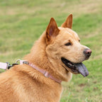 Hyhug Martingale Dog Collar Medium Pink |Escape - Proof Heavy Duty Nylon Durable No Slip, Ideal for Training & Daily Walks