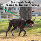 Plutus Pet Martingale Dog Collar with Stainless Steel Chain and Reflective Nylon, Adjustable No Pull Training Collar, for Small Medium, and Large Dogs, Green, M
