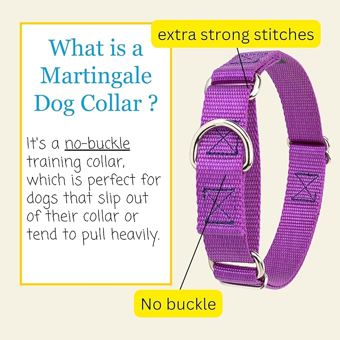 Country Brook Petz - Martingale Dog Collar - Heavy-Duty Training Collar with No Buckle - Service Dog Collar for All Pups - 10+ Cool Colors (Bright Purple, 5/8 Inch, Extra Small)