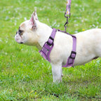 PUPTECK Small Dog Harness and Leash Set, No Pull Adjustable Puppy Cat Harness, Reflective Soft Mesh Pet Vest Small Sized, Daisy, M