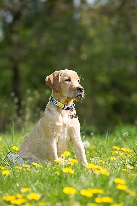 Cat & Dog Collar Bell, Pack of 2, Extra Loud Dog Bell for Pet Tracking & Saving Wildlife, Birds, Durable Iron Split Ring & Lobster Bell Clip (Nickel, 2 Pack)