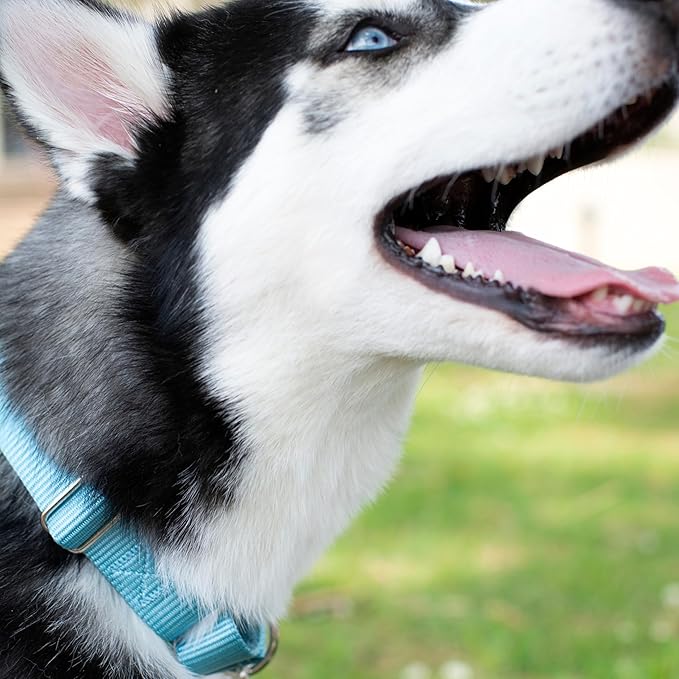 Country Brook Petz - Martingale Dog Collar - Heavy-Duty Training Collar with No Buckle - Service Dog Collar for All Pups - 10+ Cool Colors (Ocean Blue, 1 Inch, Medium)