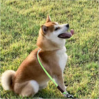 MayPaw Slip Collar Nylon Rope Choke Collar for Dog Training- No Pull Round Martingale Dog Collars for Medium Large Dogs (24" x 1/2", Green)