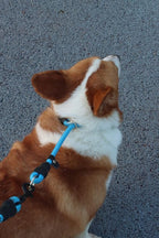 LOS ANDES Dog Slip Collar with Slidable Stopper, No Pull Choker Training Martingale Collar for Small Medium Large Dogs, Nylon, Blue, S (15 in x 8 mm)