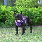 AMTOR Small Dog Harness with Leash Set, No Escape Easy Walk Puppy Harnesses for Training Walking, Step-in Reflective Soft Dogs Vest for XS S Medium Extra-Small Large Sized Dog(Purple,L)