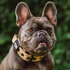 Tuff Pupper Heavy Duty Tactical Dog Collar | 1.25" Wide Ballistic Nylon | Reflective Stitching | Integrated ID Tag Holder | Stainless Steel Buckle | Padded Lining | Small & Medium Dogs (Tan, Small)