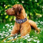 Wide 1.5 Inch Martingale Dog Collar - No Pull & Escape Proof Training Collar for Large Dogs,Adjustable Flower Pattern Thick Slip Collar (Flower,Medium)