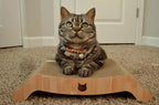 Necoichi Cardboard Cat Scratcher Couch for Indoor Cats - Cat Scratching Board, Horizontal Cat Scratch Pad Lounger with Reversible Usability and Extra Comfort for Lounge, Curved (17" Regular, Oak)