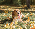 Tunkoo Dog Collar with Cute Bow Tie Pumpkin and Turkey Pattern - Durable, Adjustable and Stylish Thanksgiving Pet Collar, Available in Small Medium Large, S