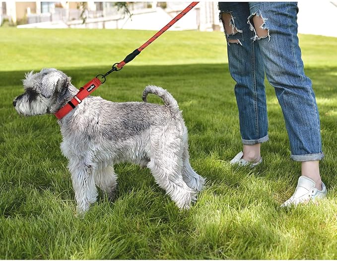 haapaw 2 Packs Martingale Dog Collar with Quick Release Buckle Reflective Dog Training Collars for Small Medium Large Dogs (Medium, Purple/Purple)