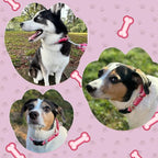 Martingale Collar for Dogs Large Medium Small Heavy Duty Buckle Dog Collar with Tag Ring Reflective Nylon Gradient Dog Collar No Pull Training Collar