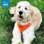 Voyager Step-in Pet Harness - All Weather Mesh, Adjustable Step in Harness for Cats and Dogs by Best Pet Supplies - Orange, XL