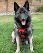 rabbitgoo Dog Harness No Pull with 2 Leash Clips, Adjustable Soft Padded, Reflective Oxford No Choke Pet Vest with Easy Control Handle for Large Dogs, Red, XL