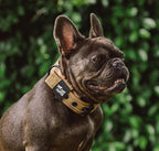 Tuff Pupper Heavy Duty Tactical Dog Collar | 1.25" Wide Ballistic Nylon | Reflective Stitching | Integrated ID Tag Holder | Stainless Steel Buckle | Padded Lining | Small & Medium Dogs (Tan, Small)