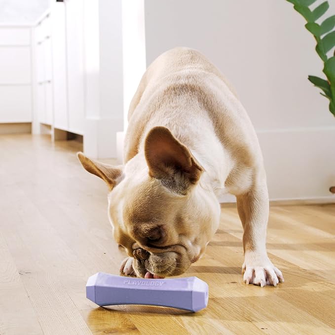 Playology Dog Toys | Durable Squeaky Chew Stick for Dogs | Medium Lamb Scented Toy - Easy to Clean and Made from Non Toxic Materials