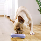 Playology Dog Toys | Durable Squeaky Chew Stick for Dogs | Medium Lamb Scented Toy - Easy to Clean and Made from Non Toxic Materials