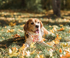 Tunkoo Dog Collar with Pretty Bow Tie Pumpkin and Turkey Pattern - Durable, Adjustable and Stylish Thanksgiving Pet Collar, Available in Small Medium Large, S