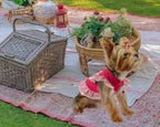 XPUDAC 4 Pack Pet Dog Dress Shirt Puppy Skirt Cute Doggie Dress Summer Clothes Dog Apparel for Small Dogs and Cats (Pink Angel, Large(12-19 Lbs))