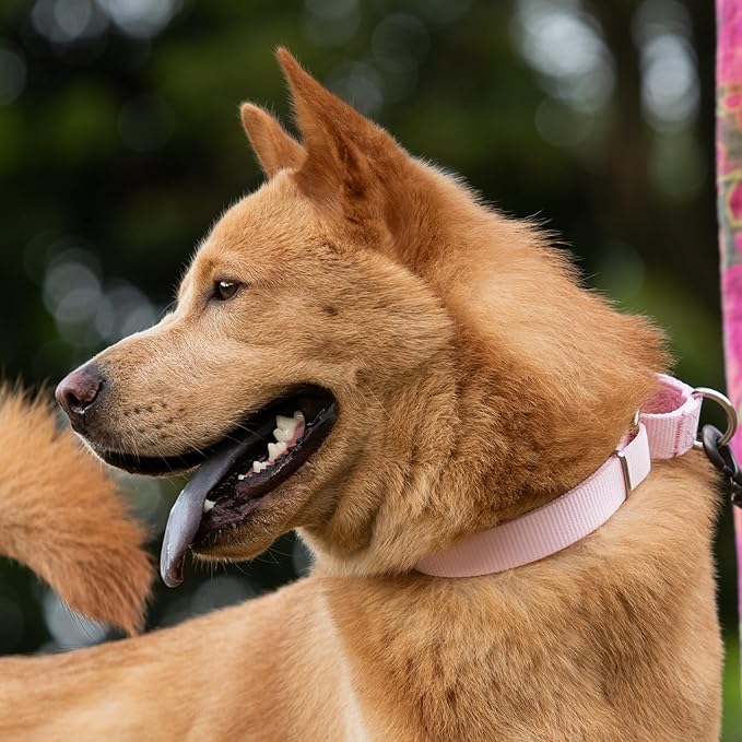 Hyhug Martingale Collar for Dogs Large Pink |Escape - Proof Heavy Duty Nylon Durable No Pull, Ideal for Training & Daily Walks
