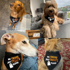 Halloween Dog Bandanas Costumes - No Tricks Just Treats - Slogan Printed Holiday Pet Bandana Snap Button Triangle Scarf, 75lbs+, Extra Large Breed