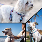 Wolfgang Heavy Duty Martingale Dog Collar with Quick Release Nylon Buckle for Walking & Training, BuenaOnda Print, Medium