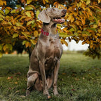 Martingale Dog Collar with Reflective Padded Strap, Anti-Choke & No-Pull Design Dog Collars with Heavy-Duty Chain, Perfect for Medium Large Extra Large and XXL Dogs (Red L)