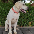 Premium Nylon Adjustable Anti-Escape Martintgale Dog Collars,Heavy Duty Metal Hardware for Medium Active Dogs Daily Walking,Training,etc... (Living Coral, Medium)