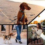 Wolfgang Heavy Duty Martingale Dog Collar with Quick Release Nylon Buckle for Walking & Training, WesternSky Print, Large