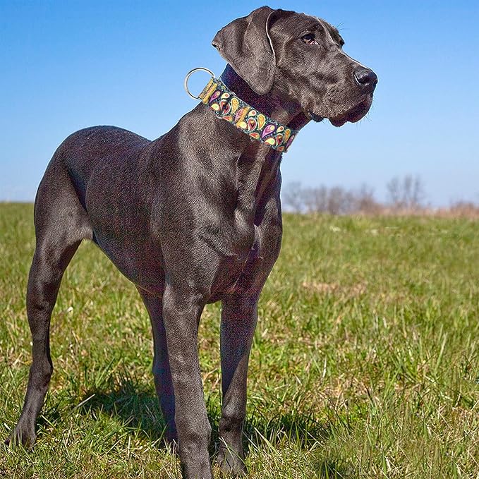1.5 Inch Wide Martingale Dog Collar - No Pull Choke Cinch Escape Proof for Large Breeds Walking, Running & Training（Cashew flower XL）