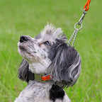 Herm Sprenger Chrome Plated Steel Dog Collar with Quick Release ClicLock Buckle O-Ring Biothane Insert Training Collar Made in Germany (Hunter Orange, 16in x 2.25mm(Neck Size up to 13-14in))