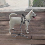 QQPETS Dog Harness Leash Set Adjustable Heavy Duty No Pull Halter Harnesses for Small Medium Large Breed Dogs Back Clip Anti-Twist Perfect for Walking