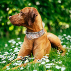 1.5 Inch Wide Dog Collar - No Pull Martingale Collar for Large Dogs, Heavy Duty Adjustable Training Collar for Medium, Large & XL Dogs(Cute Dog XL)