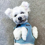 Voyager Step-in Pet Harness - All Weather Mesh, Adjustable Step in Harness for Cats and Dogs by Best Pet Supplies - Baby Blue, L