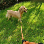 MayPaw Slip Collar Nylon Rope Adjustable Collar for Dog Training- No Pull Round Martingale Dog Collars for Small Medium Large Dogs (20" x 1/4", Orange)