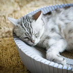Nest Cat Scratcher Lounge Bed (Pearl White Un-Assembled)
