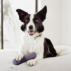 Playology Dog Toys | Durable Squeaky Chew Stick for Dogs | Jumbo Bacon Scented Toy - Easy to Clean and Made from Non Toxic Materials
