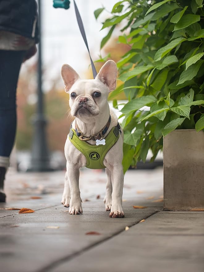 Gooby Escape Free Memory Foam Harness - Green, Small - No Pull Step-in Dog Harness with Four Point Adjustment for Small to Medium Dogs