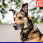 Herm. Sprenger NeckTech Fun Dog Training Collar with Quick Release Snap and Swivel, Anti Pull Collar, Stainless Steel Black (18" Neck Size; 20" Chain Length)